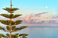 Why Norfolk Island pines are the most distinctive trees in Southern California