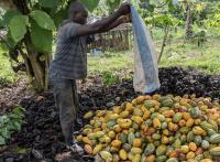 El Niño could push chocolate prices higher again