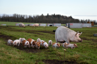 Danish farmers holding back on investing as new government abolishes historic Ministry of Agriculture
