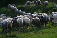 Agriculture Ministry Announces EUR 42.6 Mln Aid to Farmers