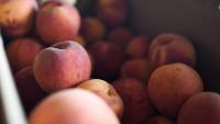 Climate change threatens peach crops in the Southeast | Exclusive
