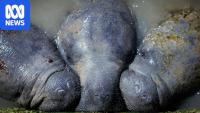 Wildlife photos from around the world dazzle in competition
