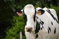 New Livestock Building set to open on the Eastern Nova Scotia Exhibition Grounds on August 24th
