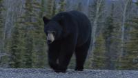 Bear attacks man at Colorado apartment complex as state records high number of encounters this year, officials say