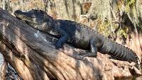 Louisiana alligator lottery gives 'common folk' chance to hunt reptile