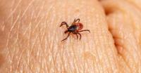 Education and precaution keys to preventing tickborne illnesses