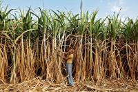 Sugar producers see artificial-sweetener rules boosting orders from food industry