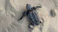Environment Agency – Abu Dhabi records first-ever Olive Ridley turtle nest in the emirate