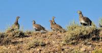 Wyoming sage-grouse slumped in 2026, as long-term trendline also points down