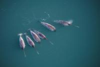 Narwhals Sport Iconic Straight, Spiraled Tusks. Scientists Just Uncovered Some of the Eye-Catching Feature's Structural Secrets