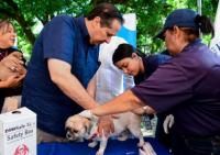 Free rabies vaccination for dogs and cats this Friday in Ciudad Juan Bosch
