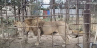 Illegal zoo in Romania’s Dâmbovița County shut down over animal mistreatment