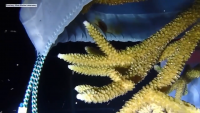 Scientists produce over 100,000 larvae with eggs collected from rare coral spawn in the Florida Keys