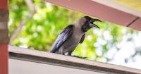 Singapore is culling ‘pest’ birds but their population keeps growing