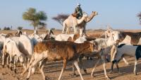 Chadian environmental activist Hindou Oumarou: ‘AI governance must respect Indigenous peoples’