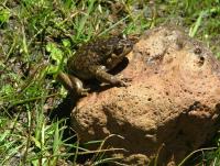 Chile and Argentina Power Link Stalls Over Endangered Pehuenche Frog