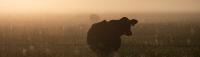 Conservation and Agriculture at the 2026 Fall Southwest Florida Small Farmer Network Meeting (SWFSFN)