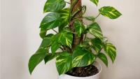 Gardening Tips: 5 Simple Money Plant Care Tricks That Can Help Your Balcony Vine Grow Fuller
