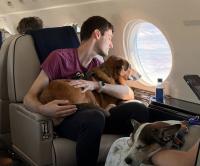 Pet Travel Company Introduces Vicuna Waypoints to Extend Network Beyond the Flight