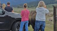 Family Of Tourists Ignore Warnings & Stand Just A Few Feet Away From Massive Bison Bull In Yellowstone National Park