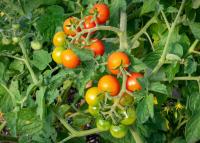 Organic vegetable production requires careful management