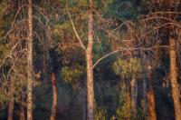 A drink with...Eleni Kechri: Exploring pine forest terroir in Retsina