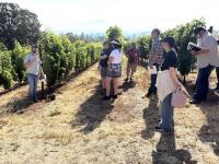 Vineyard restructuring: Why a weak wine market is the best time to reset
