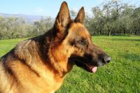 UK Dog Owner Charged With Manslaughter After German Shepherd Mauls Man Over Footpath Dispute