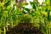Climate-Smart Agriculture: Securing West Africa’s Food Future