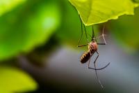 Michigan Mosquito Warning: Human EEE Case Confirmed