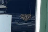 Michigan woman finds escaped python in her pole barn