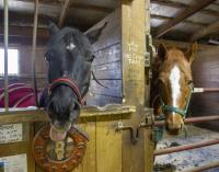 New Ohio bill proposes felony penalties for some horse cruelty cases