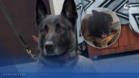 Retired Oklahoma police K9 'Spike' needs help with medical care after years of service