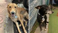 Mumbai Stray Dogs To Get QR-Enabled Collars For Digital Tracking Of Sterilisation & Vaccination Records