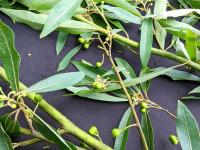 Hualien researchers tout seedling production work