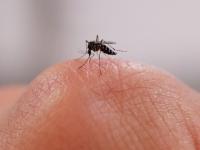 Asian tiger mosquito with aggressive bite found in Niagara: health agency