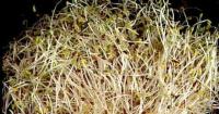 Warning abaout contaminated alfalfa sprouts in Minnesota