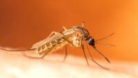 Why Washington state is trapping fewer mosquitoes this summer