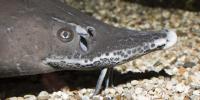 Michigan researchers discover these ancient fish may be older than the Declaration of Independence