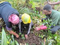 Fighting human-wildlife conflicts: VoNat tests ginger, citrus to end e...