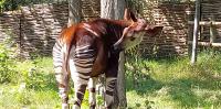 Okapi: new book celebrates a once famous animal and recovers Indigenous experts’ place in its history