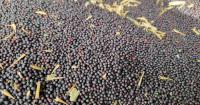 Canola's carryout, production estimates, and demand driving prices higher | RealAg Markets