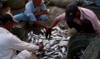 National fisheries policy being prepared to  unlock $10 billion potential: minister