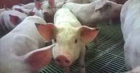 Northern Ireland farm income surges to £1 billion with higher milk, beef and pig prices driving 40% increase