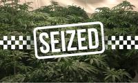 Police and Customs Seize $66,000 Worth of Cannabis at V.C. Bird International Airport 