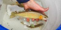 Colorado biologists race to save rare trout as wildfires threaten their mountain home