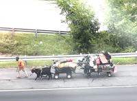 Man retrieves goats from animal control, finishes journey to D.C. and hits the road