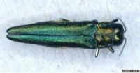 Invasive beetle that could wipe out ash trees in Washington state discovered