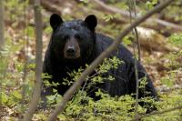 Minnesota Bear Numbers High As Baiting Season Opens Near Emily And Outing
