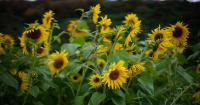 These Portland-area farms are bursting with sunflowers, and you can visit this weekend